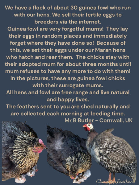 Where do our feathers come from?
